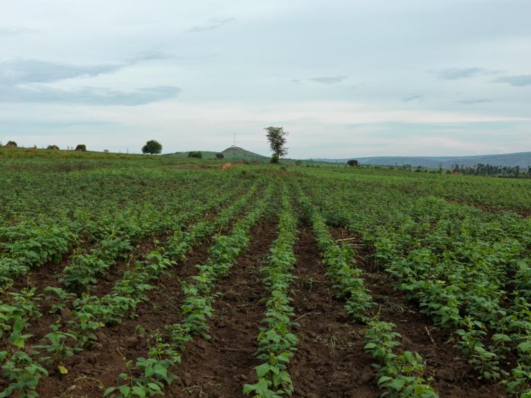 campo de chillies