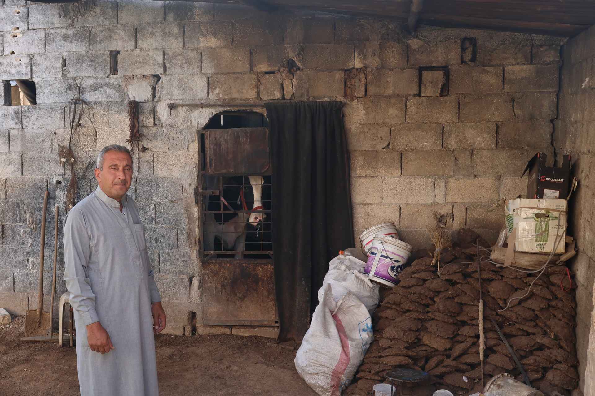 Hussein with his cows in their home compound