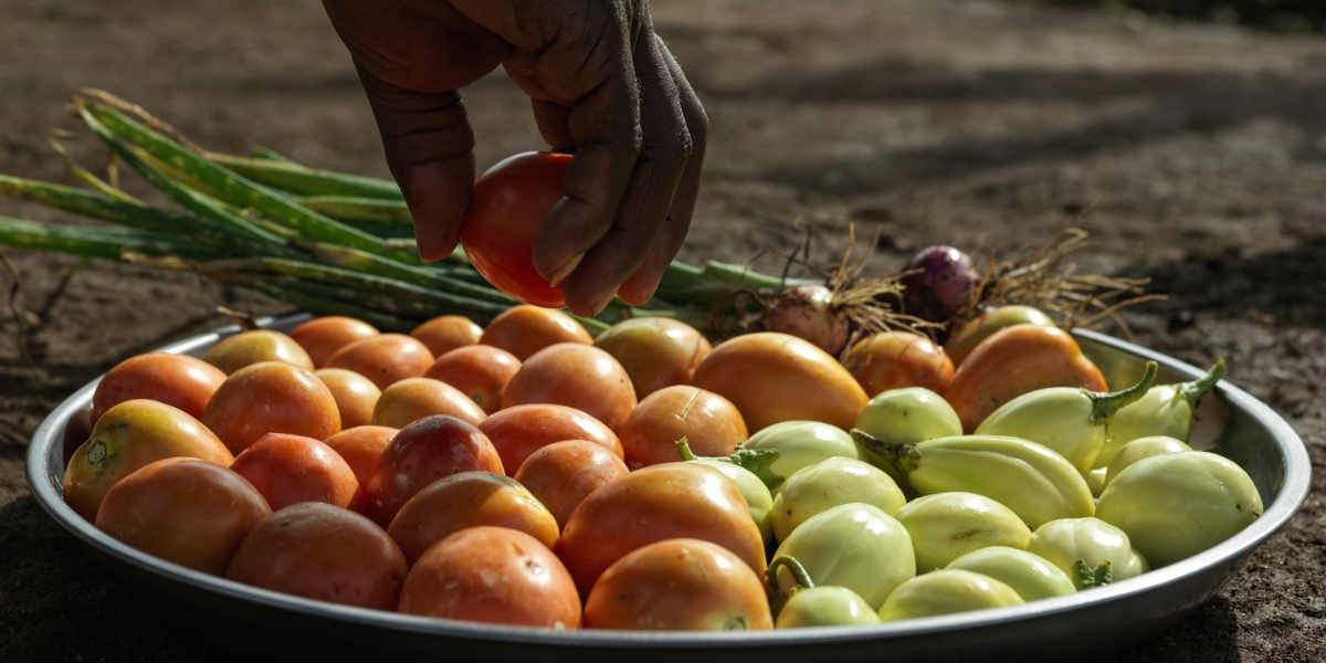 alimentacion y vida saludable