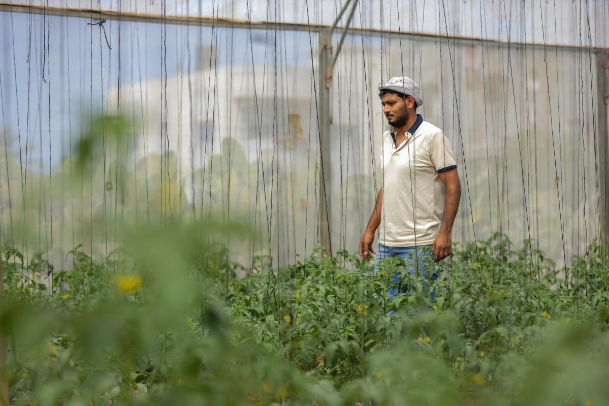 Nader, uno de los agricultores de Gaza a los que Acción contra el Hambre ayudó a construir su propio invernadero antes de la guerra, revisa su plantación.