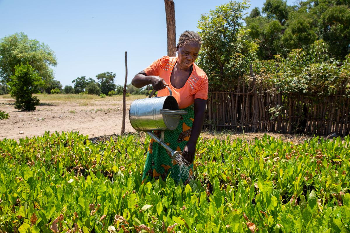 Dorothy Samba Makina (64) vierte agua de una regadera sobre su cultivo de anacardos en la aldea de Kande, en el campamento agrícola de Kaeya. Ufulu Studios