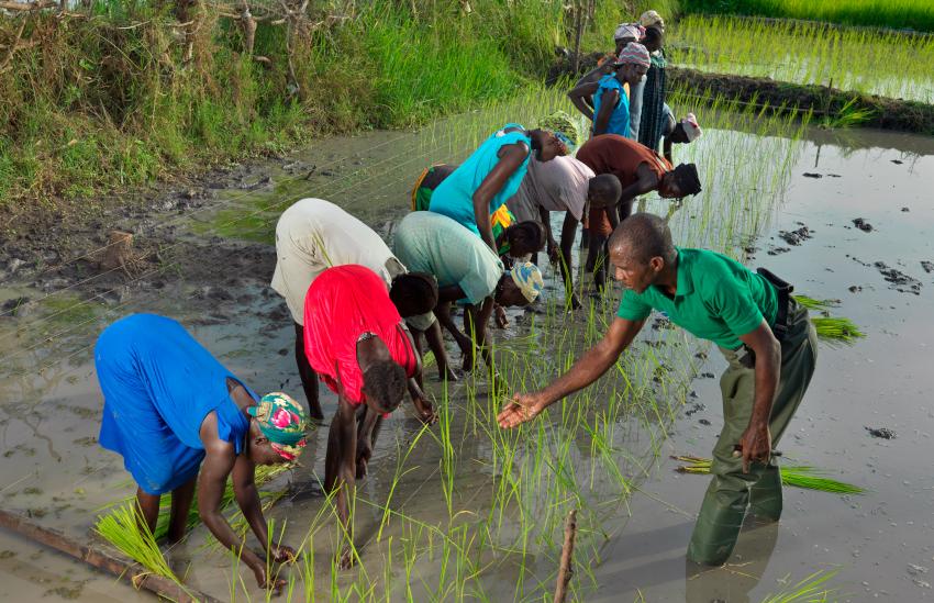 Imágenes de sudaneses trabajando en un campo de arroz 