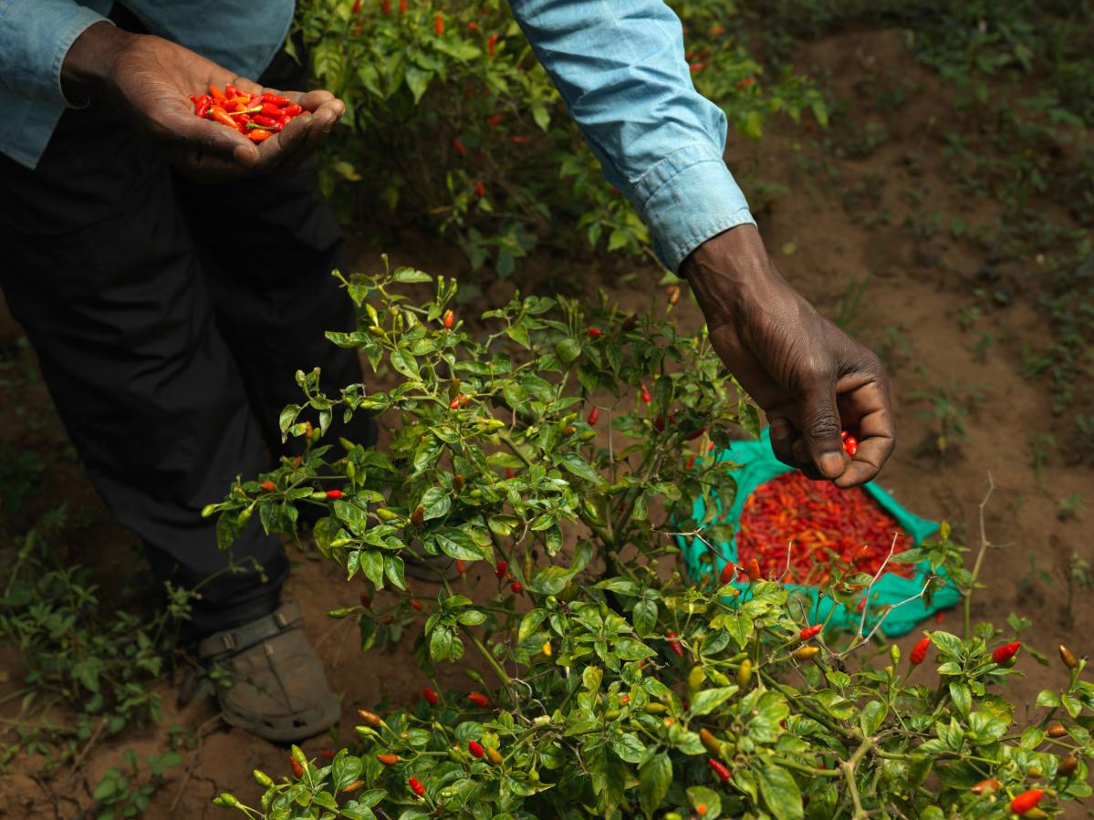 chillies