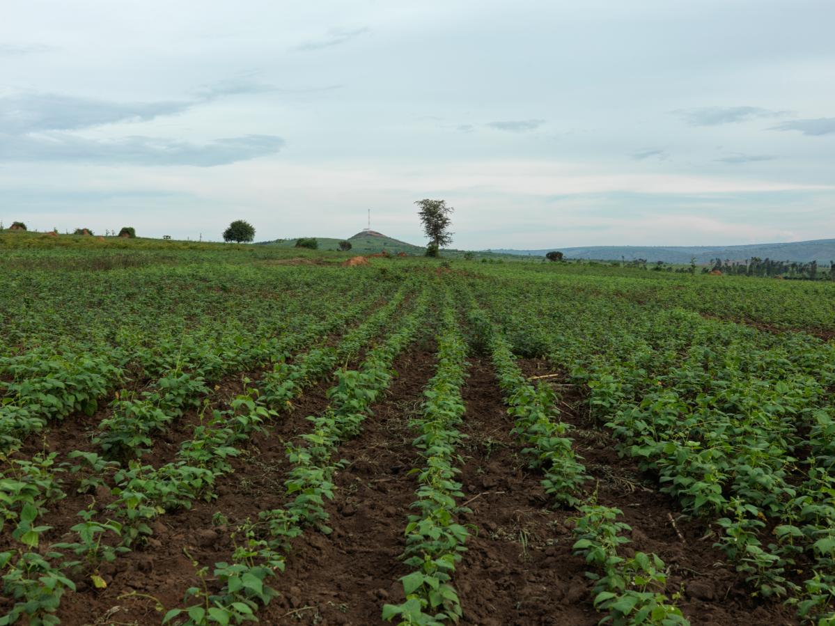 campo de chillies