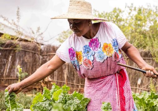 seguridad alimentaria y medios de vida